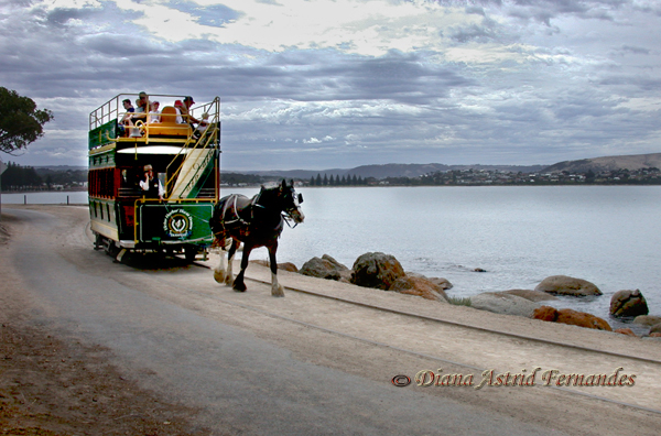 Australia-horsedrawen-tram-Victoria-Harbour-south-Adelaide